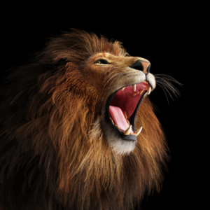 Square image of roaring lion on black background
